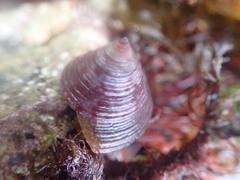 Calliostoma zizyphinum