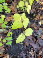 Symphoricarpos