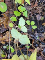 Symphoricarpos