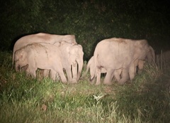 Elephas maximus borneensis