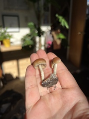 Psilocybe allenii