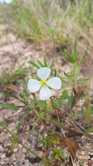 Pterolepis glomerata