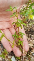 Pterolepis glomerata