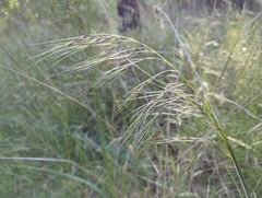 Austrostipa