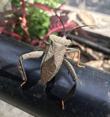 Acanthocephala alata