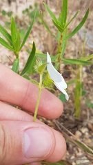 Pterolepis glomerata