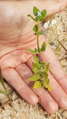 Pterolepis glomerata