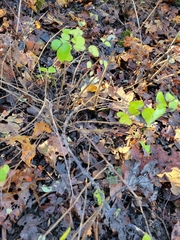 Symphoricarpos