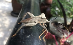 Acanthocephala alata