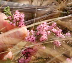 Erica umbelliflora