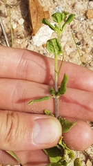 Pterolepis glomerata