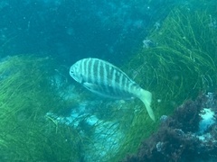 Kyphosus azureus