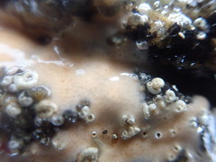 Porifera