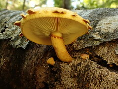 Pholiota subsulphurea