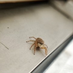 Menemerus semilimbatus