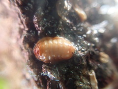 Leptochiton cancellatus