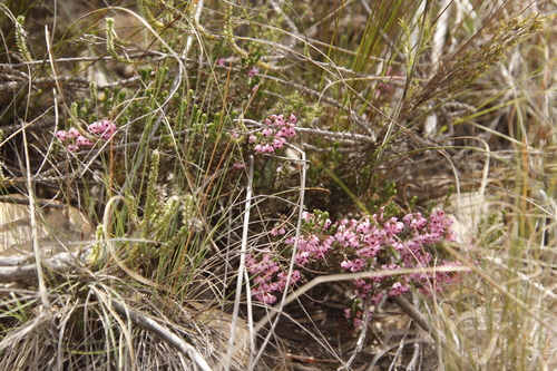 Image of Erica umbelliflora by (c) Tony Rebelo, some rights reserved (CC BY-SA)