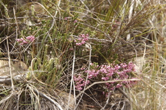 Erica umbelliflora