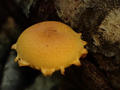 Pholiota subsulphurea