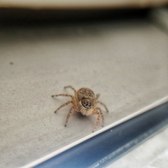 Menemerus semilimbatus