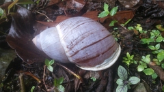 Megalobulimus