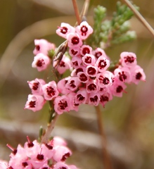 Erica umbelliflora