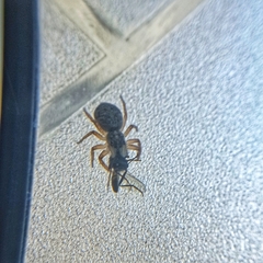 Menemerus semilimbatus