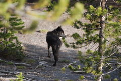 Canis lupus occidentalis