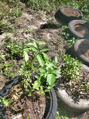 Stachytarpheta jamaicensis