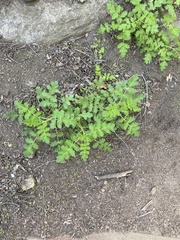 Phacelia ramosissima