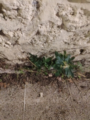 Ficus carica