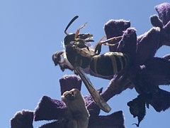 Ancistrocerus bustamente