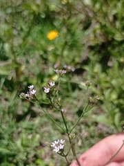 Verbena montevidensis