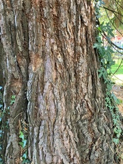 Sequoiadendron