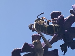 Ancistrocerus bustamente