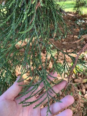 Sequoiadendron