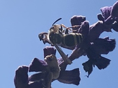 Ancistrocerus bustamente