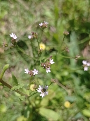Verbena montevidensis