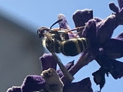 Ancistrocerus bustamente