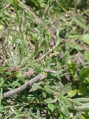 Verbena montevidensis