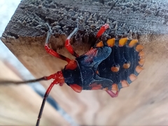 Spartocera