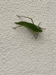 Stilpnochlora