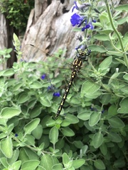 Notoaeschna sagittata