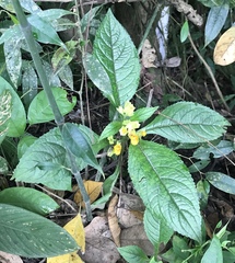 Chrysothemis friedrichsthaliana