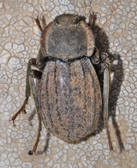 Asida curvatipennis