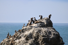 Phalacrocorax punctatus