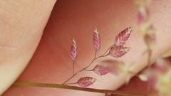 Eragrostis unioloides