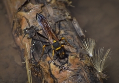 Sceliphron asiaticum