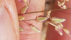 Eragrostis unioloides