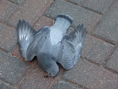 Columba livia domestica